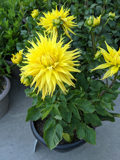 Home Improvement Store «The Home Depot», reviews and photos, 2055 N Figueroa St, Los Angeles, CA 90065, USA