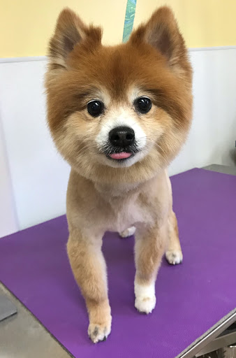 Pet Supply Store «Animal House Grooming & Quality», reviews and photos, 229 W Absecon Blvd, Absecon, NJ 08201, USA