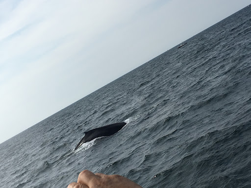 Whale Watching Tour Agency «Cape Ann Whale Watch», reviews and photos, 415 Main St, Gloucester, MA 01930, USA