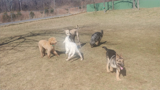 Dog Trainer «Awesome Dawgs Dog Training LLC», reviews and photos, 3052 Pricetown Rd, Temple, PA 19560, USA