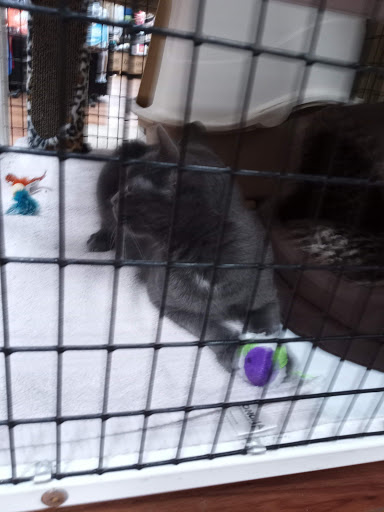 Pet Supply Store «Pet Supermarket», reviews and photos, 11160 Panama City Beach Pkwy #402, Panama City Beach, FL 32407, USA