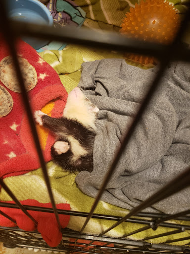 Pet Store «Petland», reviews and photos, 2145 Eastern Ave, Gallipolis, OH 45631, USA