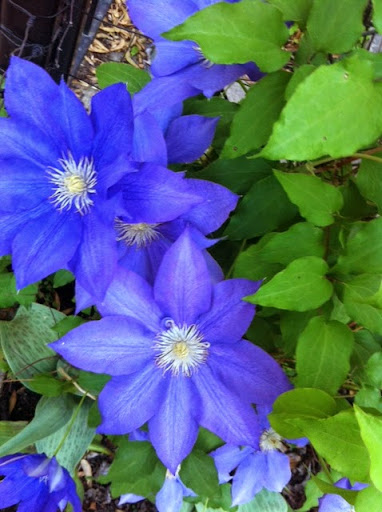 Florist «Halsted Flowers, LLC», reviews and photos, 2725 N Halsted St, Chicago, IL 60614, USA