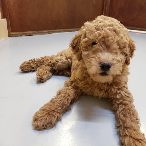 Pet Store «Pet Express», reviews and photos, 250 Granite St, Braintree, MA 02184, USA