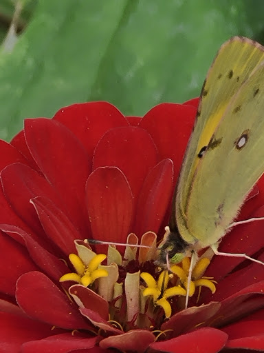 Fruit and Vegetable Store «Henley Farm», reviews and photos, 3513 Charity Neck Rd, Virginia Beach, VA 23456, USA