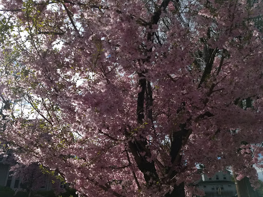 Park «DeHart Park», reviews and photos, 120 Burnett Ave, Maplewood, NJ 07040, USA