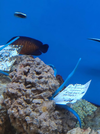 Pet Supply Store «Petco Animal Supplies», reviews and photos, 3194 FM407, Highland Village, TX 75077, USA