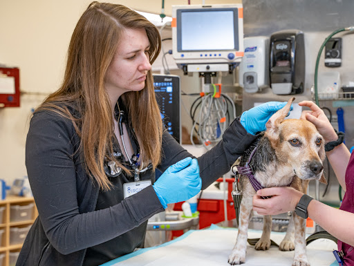Virginia Veterinary Centers - Fredericksburg image