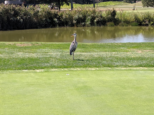 Public Golf Course «Queenstown Harbor Golf Course», reviews and photos, 310 Links Ln, Queenstown, MD 21658, USA