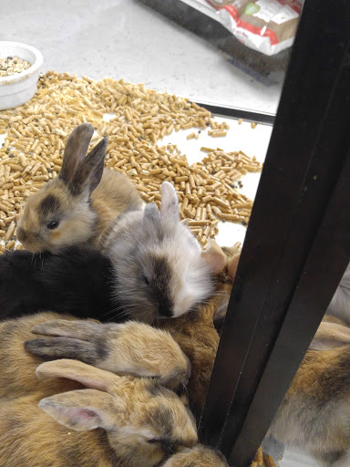 Pet Store «Fish Bowl», reviews and photos, 2117 E Race Ave, Searcy, AR 72143, USA