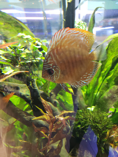 Tropical Fish Store «Aquatic Wildlife Co», reviews and photos, 70 Buckland Rd, South Windsor, CT 06074, USA
