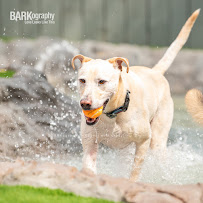 See Spot Run Dog Walking - Photo 2 - Car repair in , Charlotte