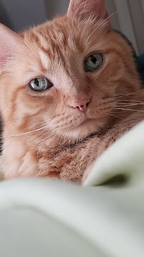 LoveNCare Animal Hospital - Photo 5 - Car repair in Cleveland, OH, Cleveland