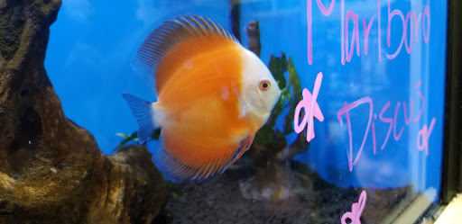 Pet Supply Store «Petco Animal Supplies», reviews and photos, 415 E University Dr, Granger, IN 46530, USA