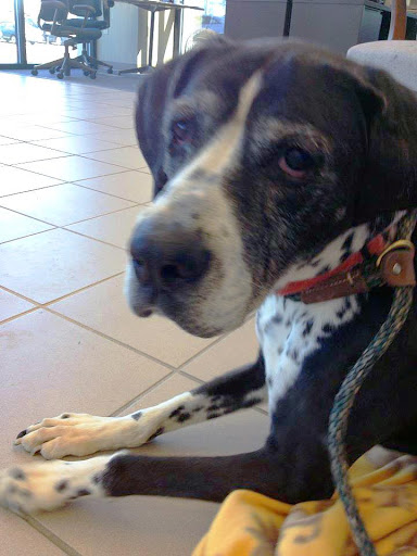 Subaru Dealer «Subaru of Richmond», reviews and photos, 9177 W Broad St, Richmond, VA 23294, USA