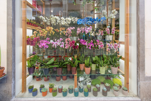 Tiendas para comprar tulipanes Granada