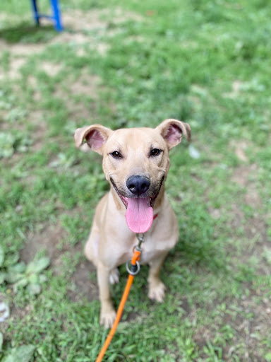 Animal Shelter «Coastal Humane Society», reviews and photos