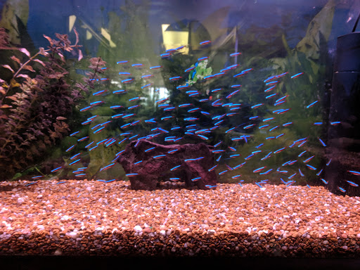 Pet Store «Animal House Pets, LLC», reviews and photos, 3101 Richmond Rd # 201, Lexington, KY 40509, USA