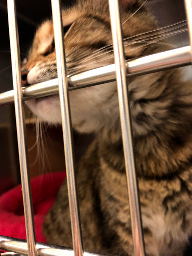 Pet Supply Store «PetSmart», reviews and photos, 5810 Antioch Rd, Merriam, KS 66202, USA