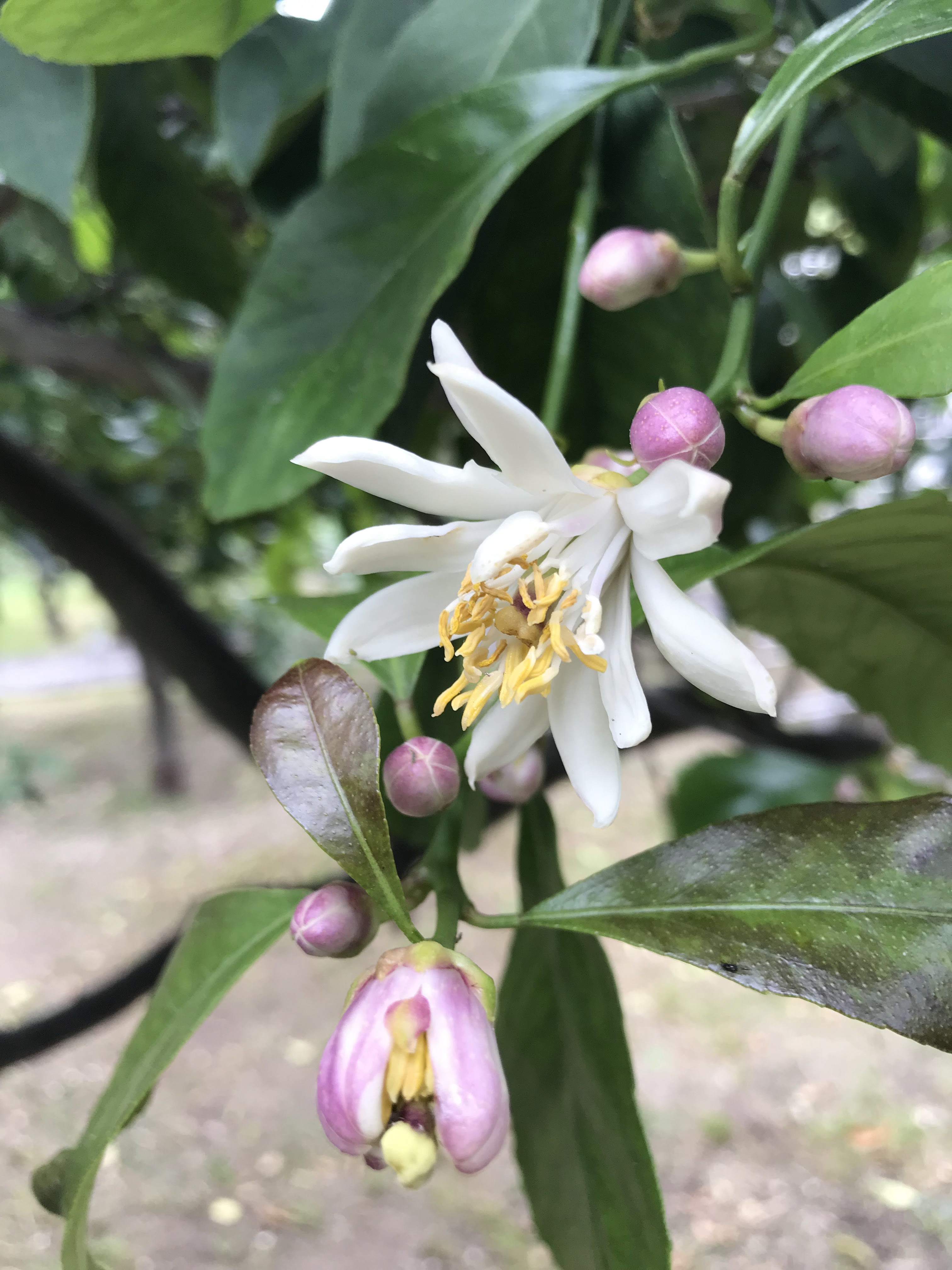 Photo n° 3 de l'avis de Marie.h fait le 20/05/2019 à 12:40