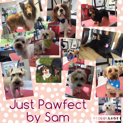 Sam Dog Groomer Services