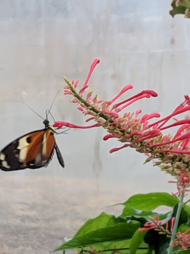 Tourist Attraction «The Butterfly House», reviews and photos, 15193 Olive Blvd, Chesterfield, MO 63017, USA