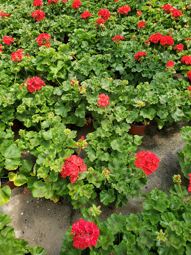 Florist «Parkview Gardens Florist & Greenhouse», reviews and photos, 1925 W Randolph St, St Charles, MO 63301, USA