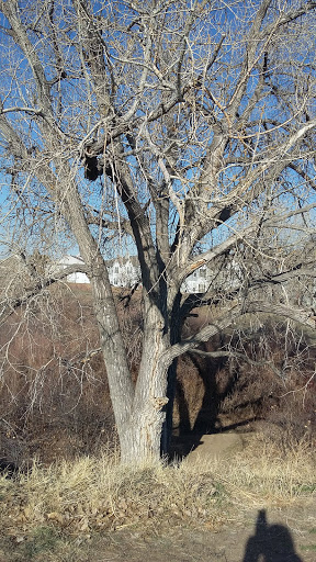 Park «Sweetwater Park», reviews and photos, 8300-1/2 Sweet Water Rd, Lone Tree, CO 80124, USA