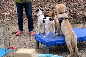 Pet Connection Dog Training image