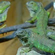 Reptile & Amphibian House