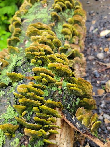 Park «Hart`s Brook Park and Preserve», reviews and photos, 156 Ridge Rd, Hartsdale, NY 10530, USA