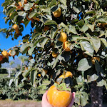 Photo n°4 de l'avis de Se.i fait le 01/11/2022 à 13:16 sur le  Agriturismo con camere Villa Julia - Sosta Camper à Pompei