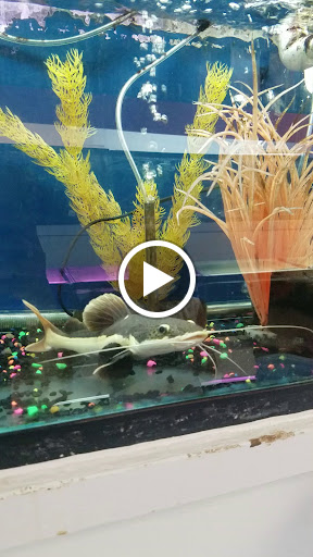 Pet Store «Fish Bowl Pets», reviews and photos, 1013 Hope St, Stamford, CT 06907, USA