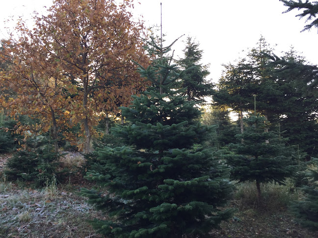 Kommentarer og anmeldelser af Spoelsbjerg juletræer & gran