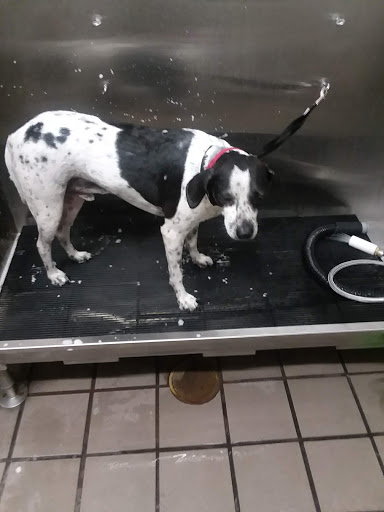 Pet Supply Store «Pet Supplies Plus», reviews and photos, 74-17 Grand Ave, Maspeth, NY 11378, USA