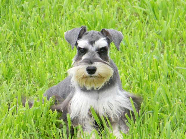 Lonestar Farms Miniature, Toy, and Teacup Schnauzers