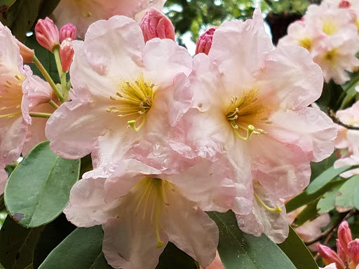 Heritage Museum «Heritage Museums & Gardens», reviews and photos, 67 Grove St, Sandwich, MA 02563, USA