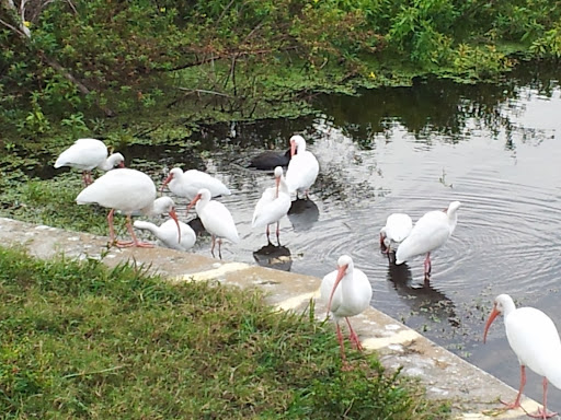 Park «John S. Taylor Park», reviews and photos, 1100 8th Ave SW, Largo, FL 33770, USA