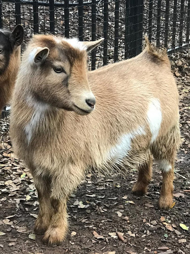 Sierra Vista Farm, Nigerian Dwarf Goats