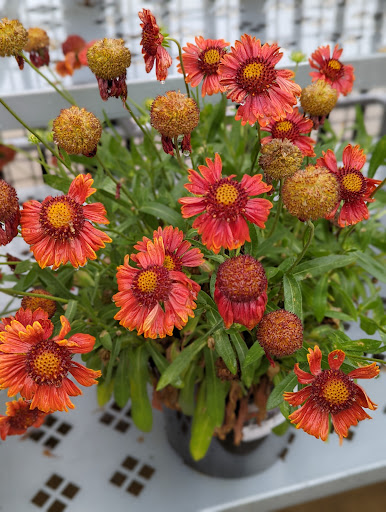 Department Store «Walmart Supercenter», reviews and photos, 6721 Chesapeake Center Dr, Glen Burnie, MD 21060, USA