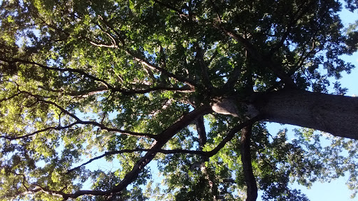 Park «Vailsburg Park», reviews and photos, 694-736 S Orange Ave, Newark, NJ 07106, USA