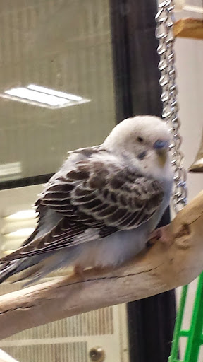 Pet Supply Store «PetSmart», reviews and photos, 4013 Wisconsin 28, Kohler, WI 53081, USA