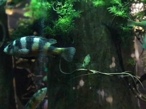 Aquarium «Greater Cleveland Aquarium», reviews and photos, 2000 Sycamore St, Cleveland, OH 44113, USA