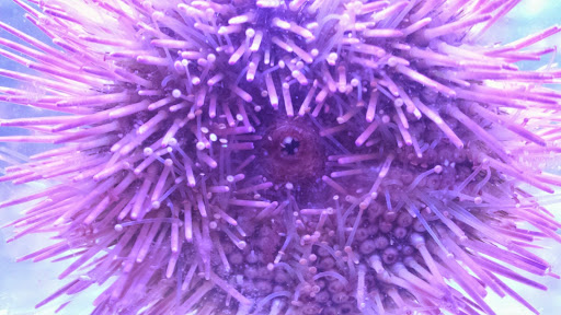 Pet Supply Store «Oddball Pets and Aquariums», reviews and photos, 262 Joseph St, Pittsburgh, PA 15227, USA