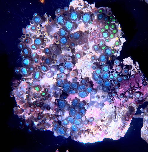 Tropical Fish Store «Aquarium Artisans», reviews and photos, 8005 Plainfield Rd #11, Cincinnati, OH 45236, USA