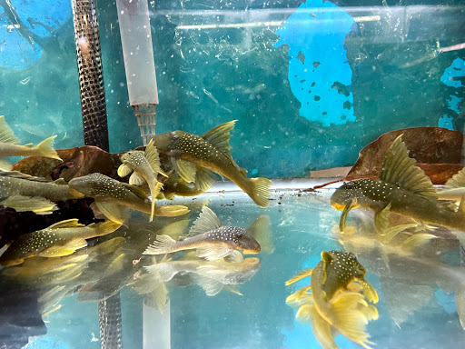 Pet Supply Store «Pet Zone Tropical Fish», reviews and photos, 4266 University Ave, San Diego, CA 92105, USA