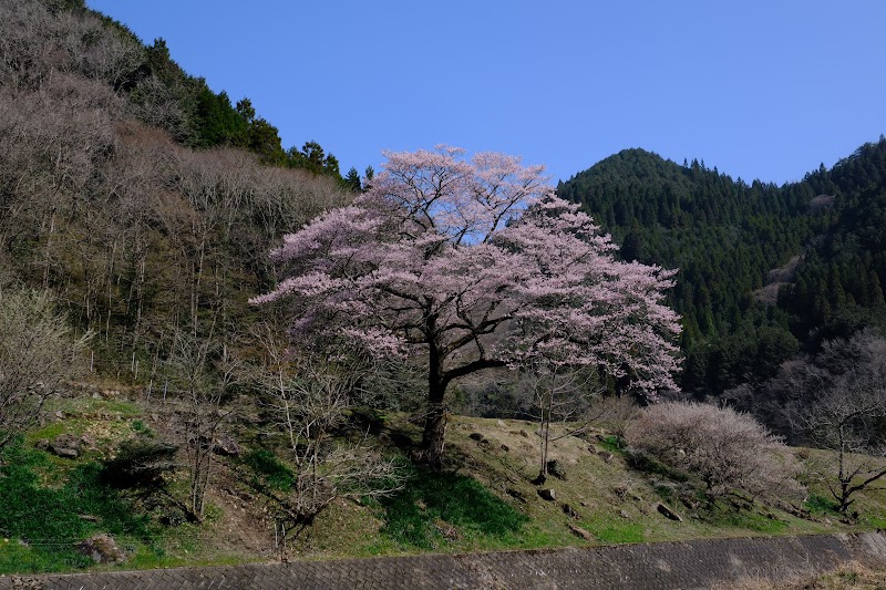 深山桜