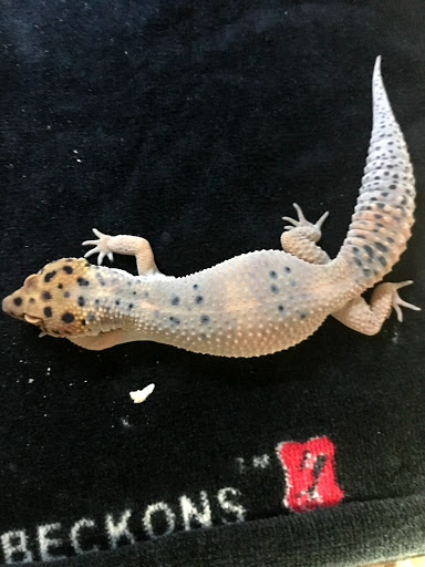 Pet Supply Store «Pet Bazaar», reviews and photos, 490 FL-436, Casselberry, FL 32707, USA