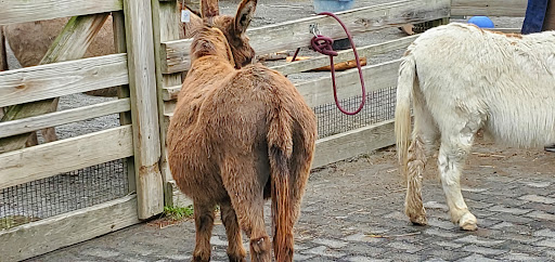 Tourist Attraction «Elephant Trails», reviews and photos, 3001 Connecticut Ave NW, Washington, DC 20008, USA