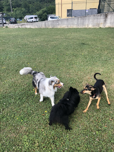 Pensioni per cani e dog hotel a Maison Jolie Pensione per cani